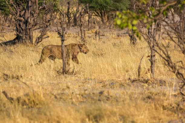 istock Lion Family 1012860400
