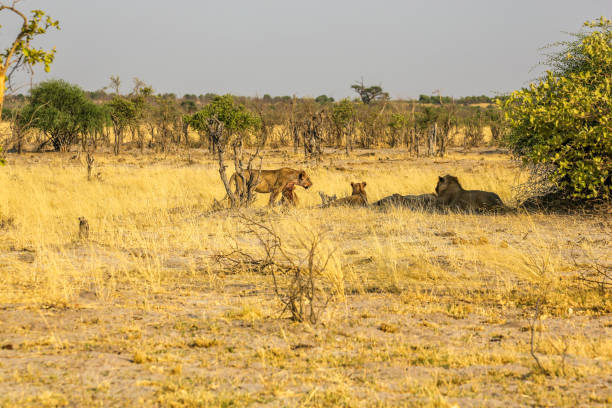 istock Lion Family 1012862456