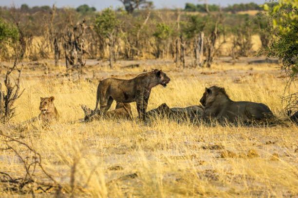 istock Lion Family 1012862506