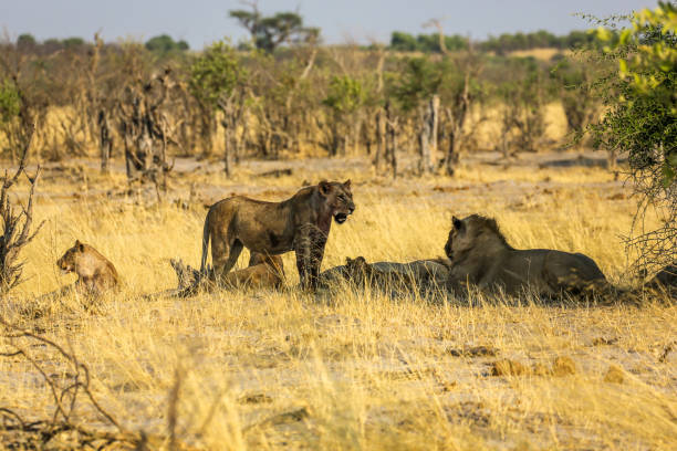 istock Lion Family 1012862562