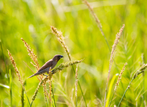 istock Scaly-breasted munis bird in nature 1012867776