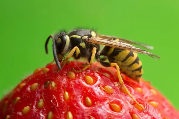 Macro photo of a yellowjacket on strawberry, coyspace in the photo.