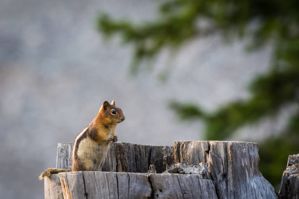 istock Chipmunk on stump in an Idaho forest 1012874718