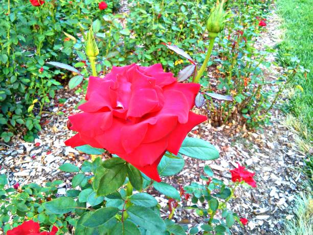 Vibrant Rose Bush A vibrant rose bush in a formal garden thorn bush stock pictures, royalty-free photos & images