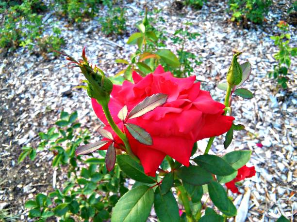 Vibrant Rose Bush A vibrant rose bush in a formal garden thorn bush stock pictures, royalty-free photos & images