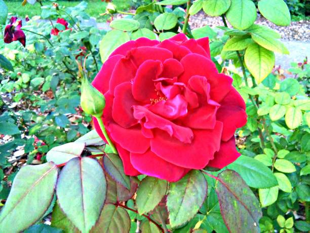 Vibrant Rose Bush A vibrant rose bush in a formal garden thorn bush stock pictures, royalty-free photos & images