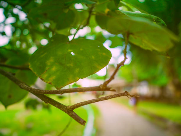 Close up green leaf in the park