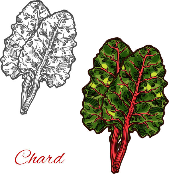 ilustrações de stock, clip art, desenhos animados e ícones de chard or beet spinach green leaf vegetable sketch - acelgas