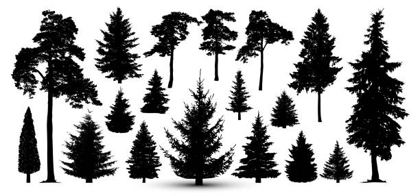 Trees forest set, vector. Silhouette of pine, spruce Trees forest set, vector. Silhouette of pine, spruce pine trees silhouette stock illustrations
