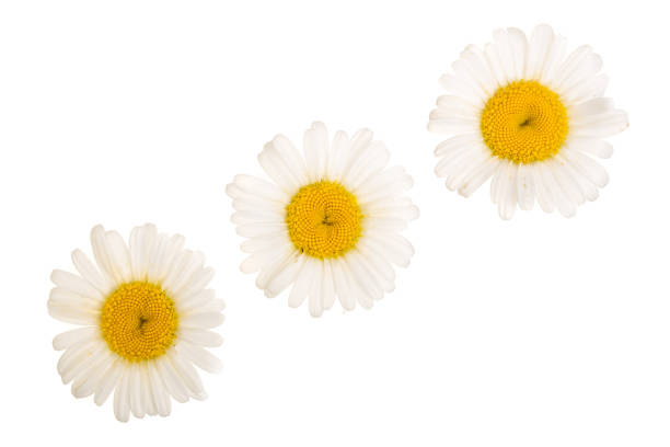 istock Three chamomile or daisies isolated on white background. Top view. Flat lay 1012894660