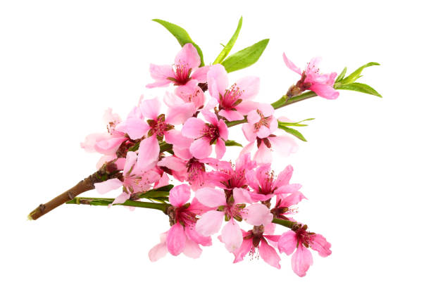 istock Cherry blossom, sakura flowers isolated on white background 1012894714
