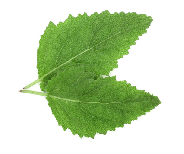 istock Sage leaves or Salvia officinalis isolated on white background 1012894820