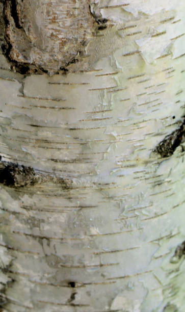 istock Tree bark over. Croast of the birch 1012894882