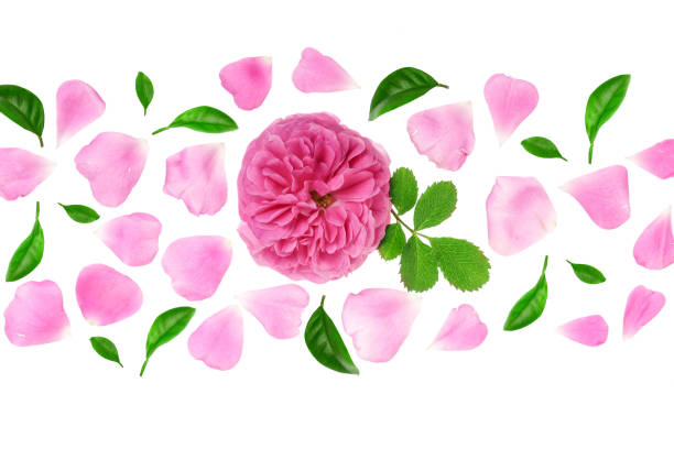 istock wild rose blooming flower isolated on a white background 1012895262