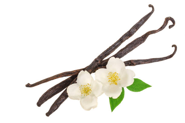 istock Vanilla sticks with flower and leaf isolated on white background. Top view. Flat lay 1012895292