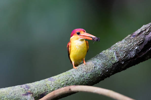 eisvogel vogel: schöne erwachsene rufous-backed kingfisher (keyx rufidorsa) - animals hunting kingfisher animal bird stock-fotos und bilder