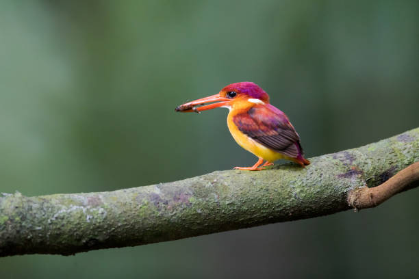 eisvogel vogel: schöne erwachsene rufous-backed kingfisher (keyx rufidorsa) - animals hunting kingfisher animal bird stock-fotos und bilder