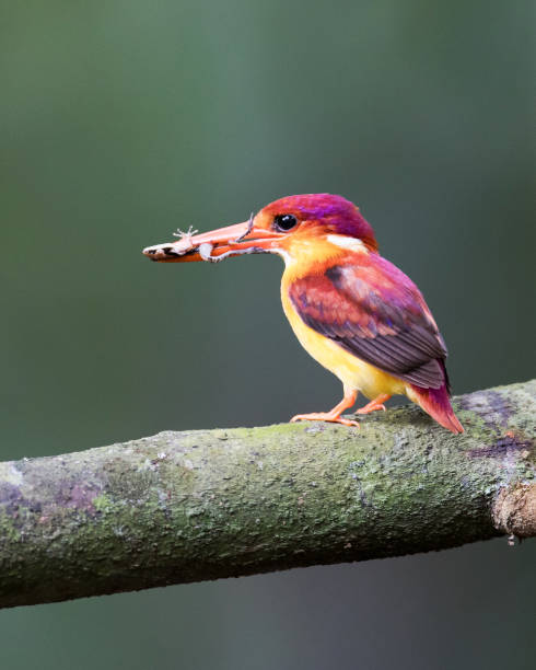 eisvogel vogel: schöne erwachsene rufous-backed kingfisher (keyx rufidorsa) - animals hunting kingfisher animal bird stock-fotos und bilder