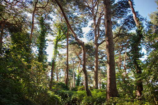 A beautiful photograph a scots pine forest on the Dorset Coast in England, United Kingdom with the sun filtering through the branches.