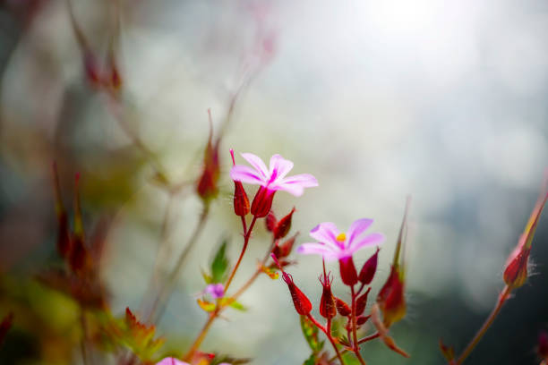 istock Geranium robertianum blossoming in spring garden. 1012900676