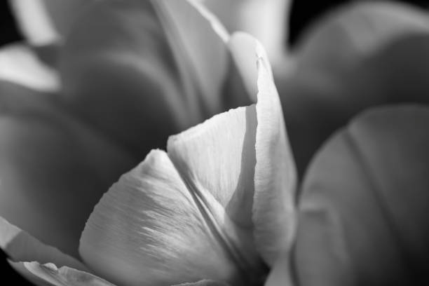 istock tulip flower head isolated on black background 1012902844