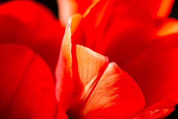 red tulip flower head isolated on black background.close up.