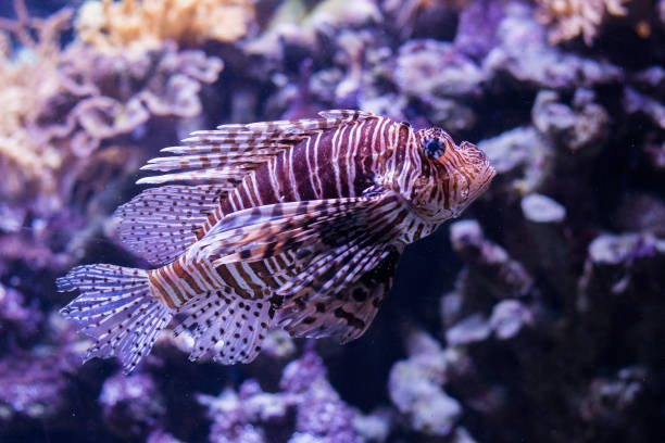 istock beautiful and exotic Lion fish in big aquarium 1012903396