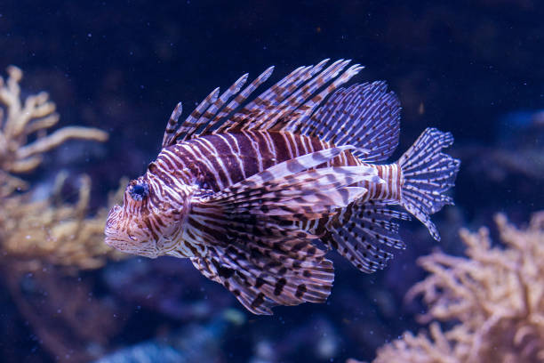 istock beautiful and exotic Lion fish in big aquarium 1012903678