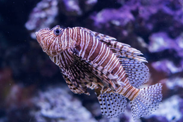 istock beautiful and exotic Lion fish in big aquarium 1012905902