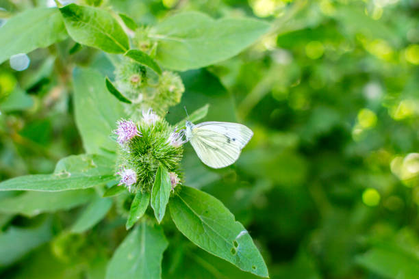 istock Cabbage butterfly sits on the thistles 1012916428