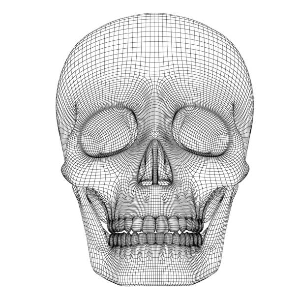 The mesh of the skull stock photo