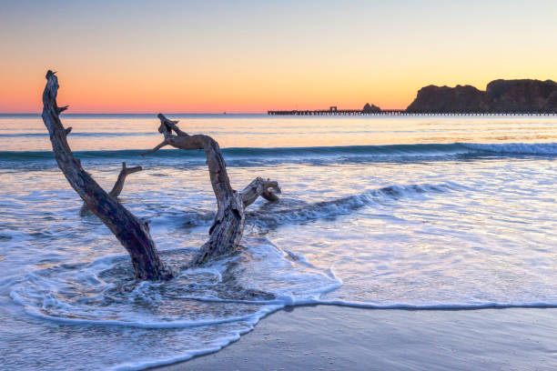 5,100+ Driftwood On The Beach At Sunset Stock Photos, Pictures