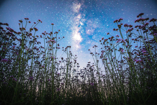 Myosotis sylvatica blooming at night