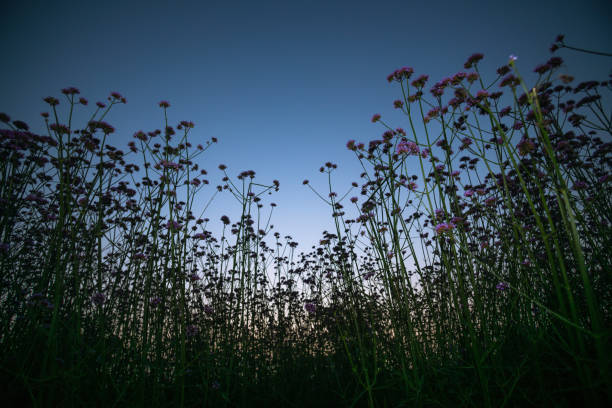 istock Myosotis sylvatica blooming at night 1012942024