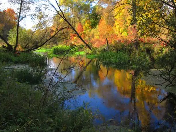 Autumn trees with yellow and red leaves are reflected in the water