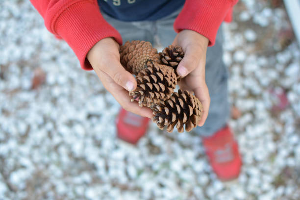 istock CLOSE UP CHILD HANDS HOLDING PINE TREE DEFOCUSED BACKGROUND 1012942632
