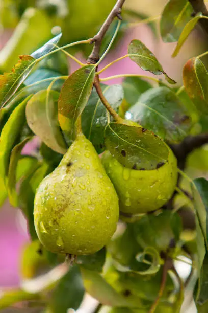 Two pears with raindrops in a tree. Pears with leaves.