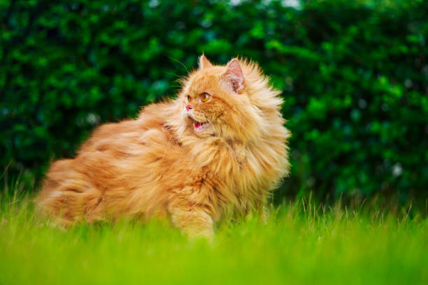 istock brown Persian cat on the grass field 1012963984