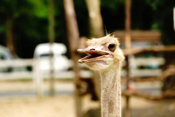 istock Ostrich bird head and neck front portrait 1012967460