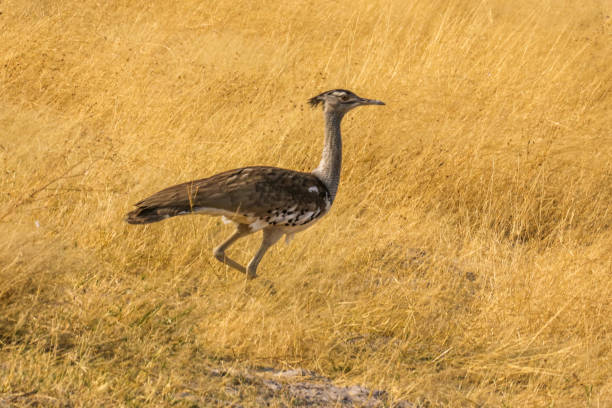 istock Kori Bustard, Africa's largest flying bird 1012967600