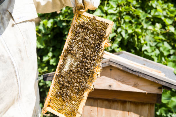 istock Frame with honey drawn from a beehive. Honeycombs in frame and bees. Choosing honey by beekeeper. 1012971910