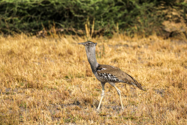 Tropical Climate, Africa, Hwange National Park, South Africa,
