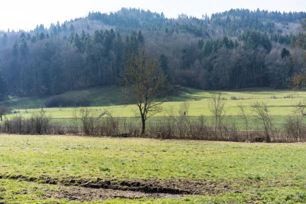 istock europe meadow forest landscape in spring, switzerland 1012973098