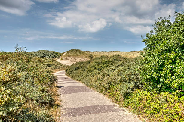 Narrow brick road through a landscape with dunes and bushes near Rockanje, The Netherlands on a summer day