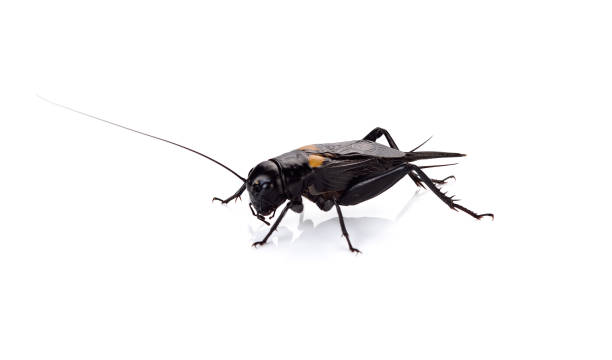 istock Cricket insect or Gryllidae isolated on a white background 1012975540