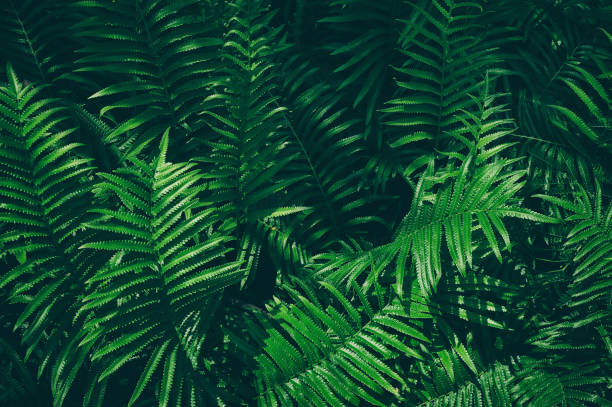 istock Tropical fern leaves 1012980094