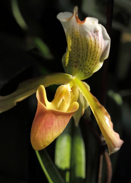 istock Paphiopedilum orchid flower. 1012986236