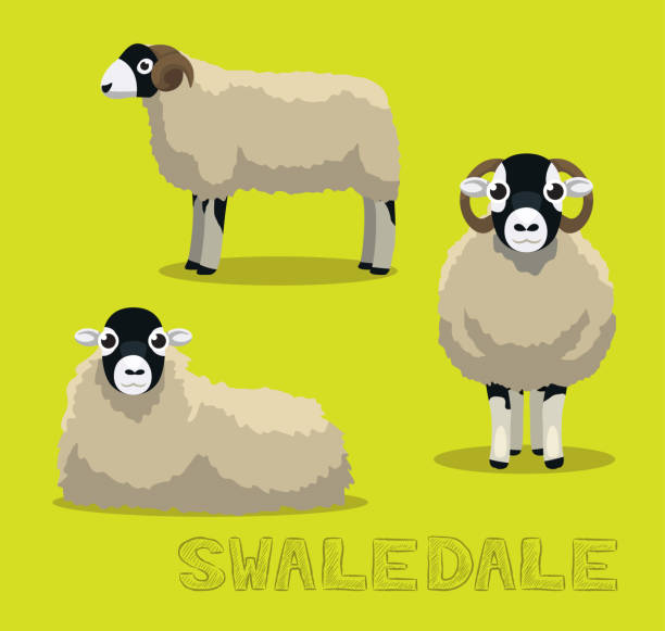 illustrazioni stock, clip art, cartoni animati e icone di tendenza di illustrazione vettoriale cartone animato di sheep swaledale - swaledale