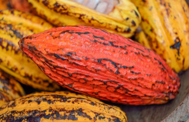 istock Fresh cocoa fruits  background 1012988622