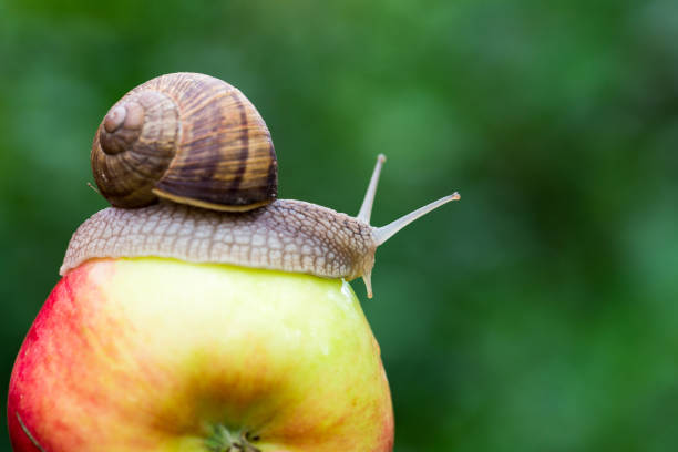 istock Adventurous snail hitching a ride on an apple 1012989918